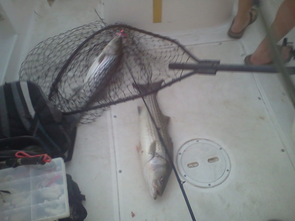 jordan lake striper fishing 62611